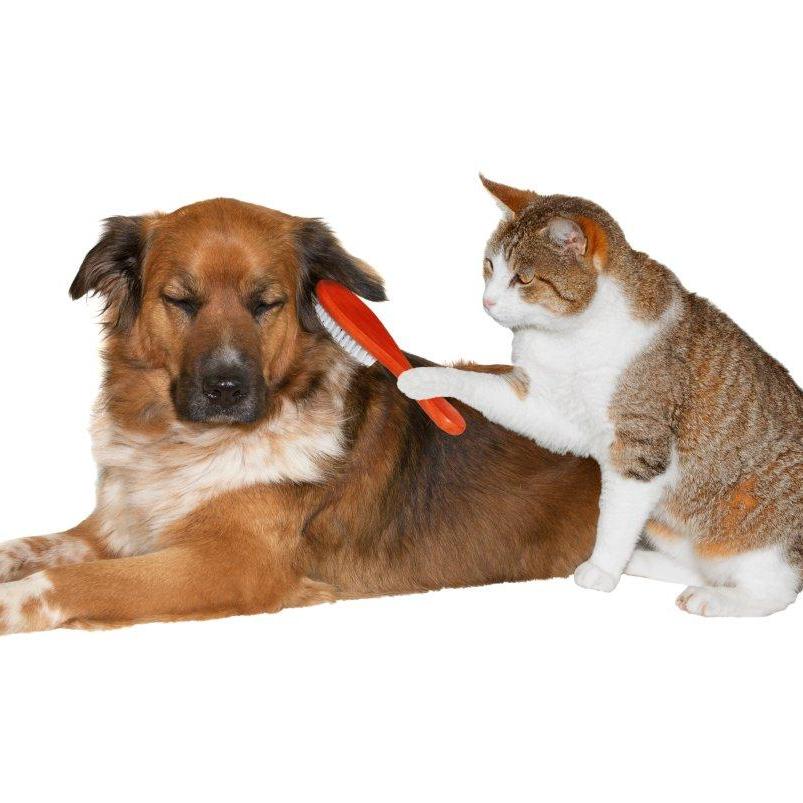 Dog & shop cat grooming