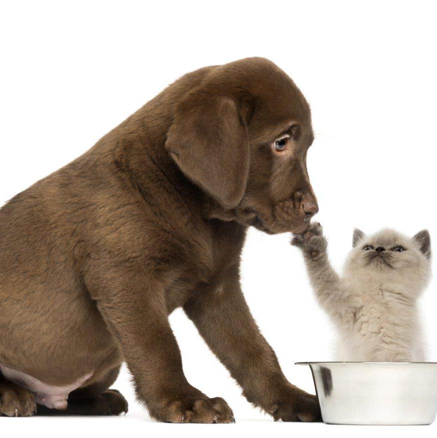 Dog and cat in food bowl