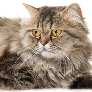 Does your indoor cat need heartwork and flea & tick protection?