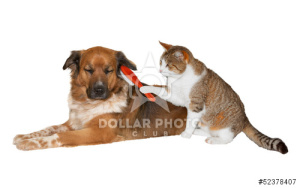 Dog & Cat grooming