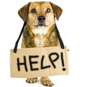 Dog with "Help!" sign