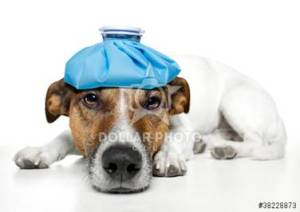 Recognizing Signs of Illness Dog