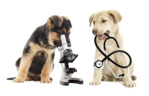 Dogs with lab equipment