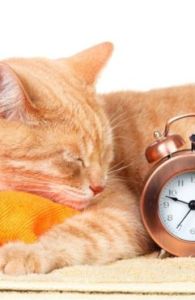 Cat with alarm clock