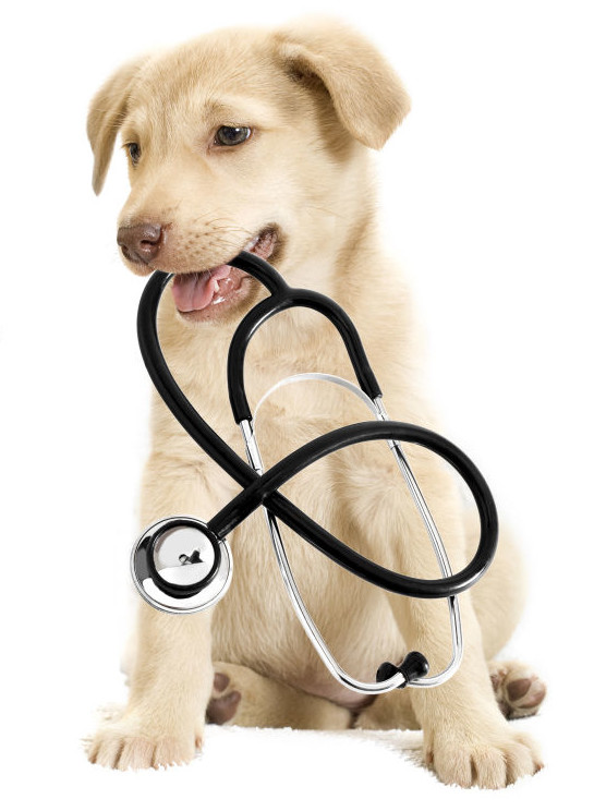 do dogs really need a annual exam