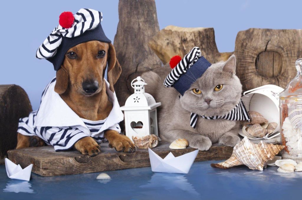 Top pet-friendly airlines for international pet transport