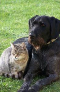 Older cat and dog